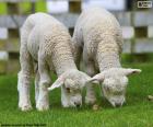 Две нежные овцы